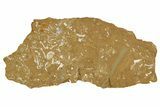 Ordovician Kukersite Oil Shale w/ Bryozoan & Trilobite Fossils #369553-1